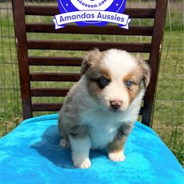 RMF Pink collar - Red merle female Australian Shepherd puppy in Greenville, Texas from Amandas Aussies