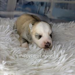 Candy-2200 - Wolf sable female Pomsky puppy in Spring Hill, Florida from www.PuppyTimeEmporium.com