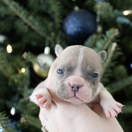 Opal - Blue fawn female French Bulldog puppy in Tomahawk, Wisconsin from Mahner Labs