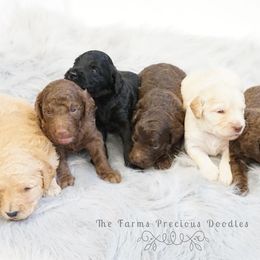 Goldendoodle and Sheepadoodle Puppies from The Farms Precious Doodles