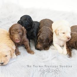 Goldendoodle and Sheepadoodle Puppies from The Farms Precious Doodles