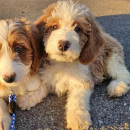 Bernedoodles and Labradoodles from Snow Mountain Doodles