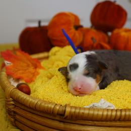 Solstice - Blue merle male Bernedoodle puppy in Fort Myers, Florida from Little Golden Farm