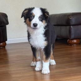 Refund- black tri male 7 - Black tri-color male Australian Shepherd puppy in Chehalis, Washington from Wandering Acres Ranch