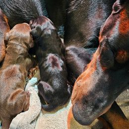 Doberman Pinscher puppies from Double-Take Doberman Kennels