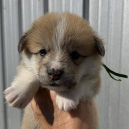 Green Collar Male - Red male Pembroke Welsh Corgi puppy in Victoria, Texas from Clear Creek Corgis