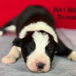 RA1 - Black tri-color male Australian Shepherd puppy in Ada, Ohio from Windy Hill Aussies