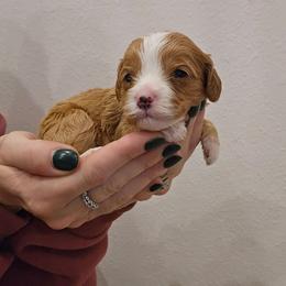 Blush - Red female Cavapoo puppy in Fordland, Missouri from K&K's Puppy Kingdom