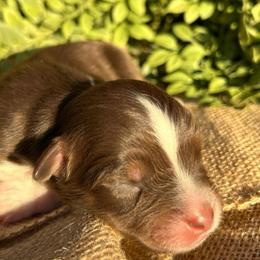 Dasher - Red tri-color male Australian Shepherd puppy in Butler, Georgia from Aussies at Howling Hill Farm