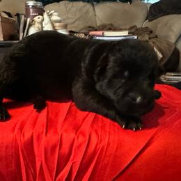 Girl 1 - Black female German Shepherd puppy in Londonderry, New Hampshire from Rusak Shepherds / Wiley Hill Shepherds