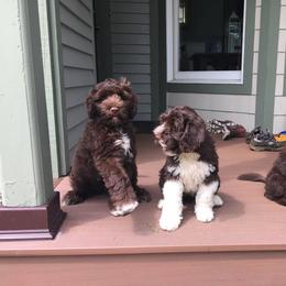 Portuguese Water Dog Puppies from Blue Run PWD