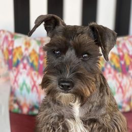 Cami - Miniature Schnauzer