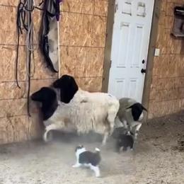 Border Collie Puppies from Stag Valley Homestead