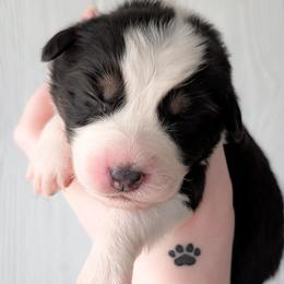 Snickerdoodle - Black tri-color female Australian Shepherd puppy in Georgetown, Texas from River Reign Australian Shepherds