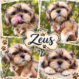 Zeus - Chocolate and tan male Shih Tzu puppy in Chattanooga, Tennessee from Joyfull Pals
