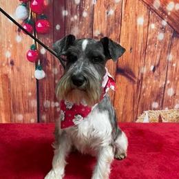 Bendy - Miniature Schnauzer