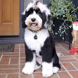 Dahlia - Sheepadoodle