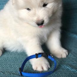 Boy 4 - White male Samoyed puppy in Bearcreek, Montana from Morning Star Samoyeds