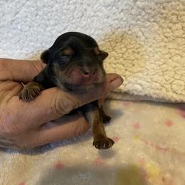Leo - Black and tan male Yorkshire Terrier puppy in Taylorsville, North Carolina from Mountain Top Hot Tailz