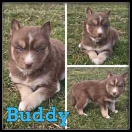 Buddy - Red and white male Siberian Husky puppy in Wheeler, Michigan from Haase Family Kennels