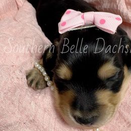 Ellie - Black and cream female Dachshund puppy in Colbert, Georgia from Southern Belle Dachshunds