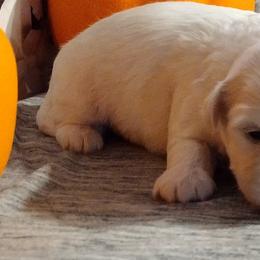 Coton de Tulear Puppies from Marilyn Edwards