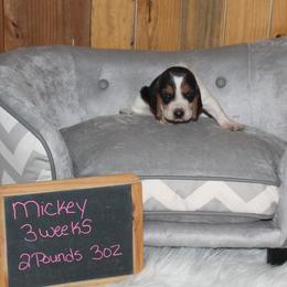 Mickey - Black white and brown female Basset Hound puppy in Dover, Arkansas from S&S American Bassets