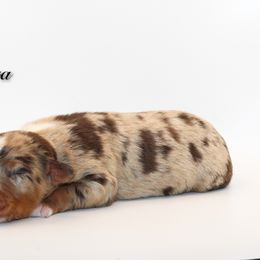 Sahara - Red merle female Australian Shepherd puppy in Coldwater, Michigan from Northern Star Australian Shepherds