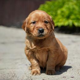 Nessie - Dark golden female Golden Retriever puppy in Saint Joe, Indiana from Golden Acres Farm