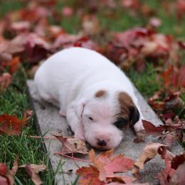 Dart - Brown and white male Jack Russell Terrier puppy in West Bend, Iowa from Blue Skies Terriers