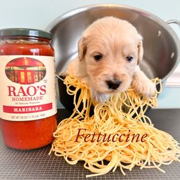 Golden Retriever Puppies from Ruff Life Goldens