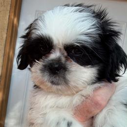 Ollie - Black and white male Shih Tzu puppy in Victorville, California from Precioustzus