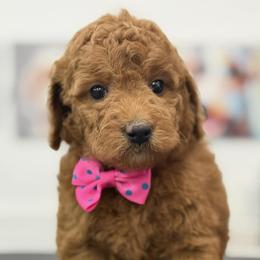 Faith - pink collar - Red  female Goldendoodle puppy in Yuciapa, California from AlltheDoodlez_