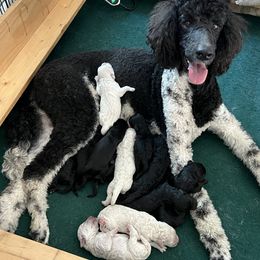 Goldendoodle, Golden Retriever, and Poodle Puppies from Angelic Goldens