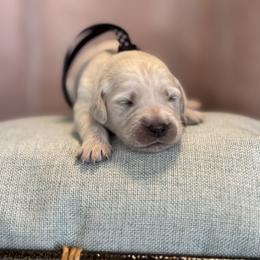Miss Black - Light golden female Golden Retriever puppy in Patterson, California from Trusted Valley Retrievers