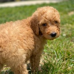 Goldendoodle Puppies from Bear Ridge Doodles