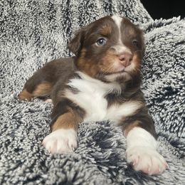 Australian Shepherd Puppies from Burdock Hill Australian Shepards