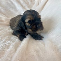 Cocker Spaniel Puppies from Jennifer Dees