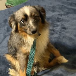 Scooter - Australian Shepherd