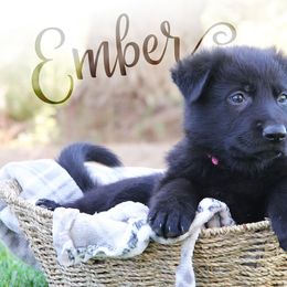 German Shepherd Puppies from Lone Cone Kennels