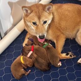 Theos - green collar - Red male Shiba Inu puppy in Inverness, Florida from Shore Thing Shiba’s