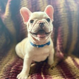 Bugs - Cream male French Bulldog puppy in Greeley, Colorado from Mandy Moon French Bulldogs