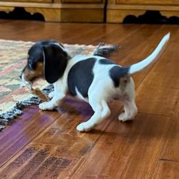 Waylon - Black and cream male Dachshund puppy in Fort Worth, Texas from Louis' Litters