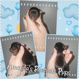 Traditional Male - Black and tan male Yorkshire Terrier puppy in Wartburg, Tennessee from Amanda's Precious Pups
