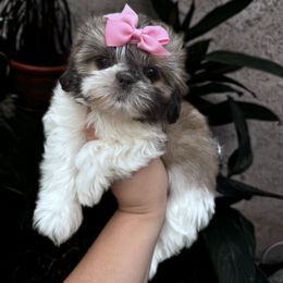 Shih Tzu Puppies from Southern California Shih Tzu Palace