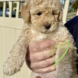 Bernedoodle, Cavalier King Charles Spaniel, and Poodle Puppies from Ellas.Pups (Bernedoodles & Cavapoos)