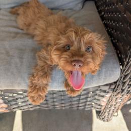 Daisy - Red female Cavapoo puppy in Coshocton, Ohio from Forever Family Puppies