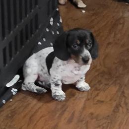 King Felix - Piebald male Dachshund puppy in Eatonville, Washington from Fritz Family Friends