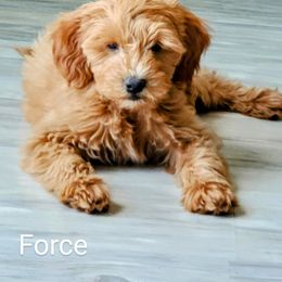 Goldendoodle Puppies from Brulee Doodles