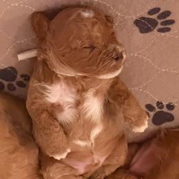 Vanilla Bean - Red male Cavapoo puppy in South Jordan, Utah from Diamond Companions